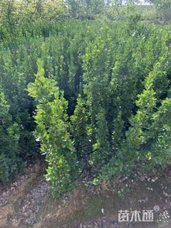 高度100厘米北海道黄杨