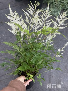 高度44厘米落新妇