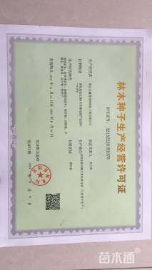 高度100厘米刺柏