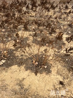 高度60厘米珍珠梅