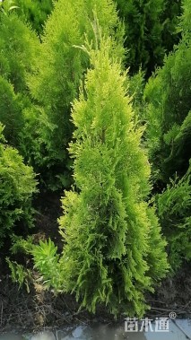 高度200厘米河南桧