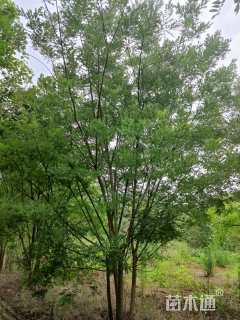 高度600厘米丛生国槐