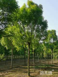 10公分秋紫白蜡