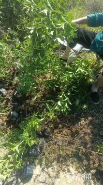 高度40厘米红王子锦带