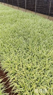 高度20厘米吊兰