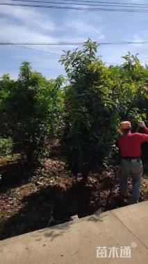 高度300厘米中华石楠