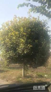 12公分红叶石楠