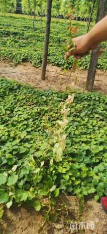 150厘米爬山虎