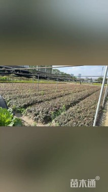15厘米花叶络石