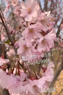 10公分八重红彼岸
