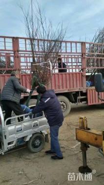 5公分榆叶梅