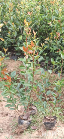 高度60厘米红叶石楠小苗