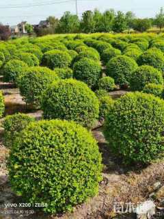 冠幅120厘米金叶女贞球