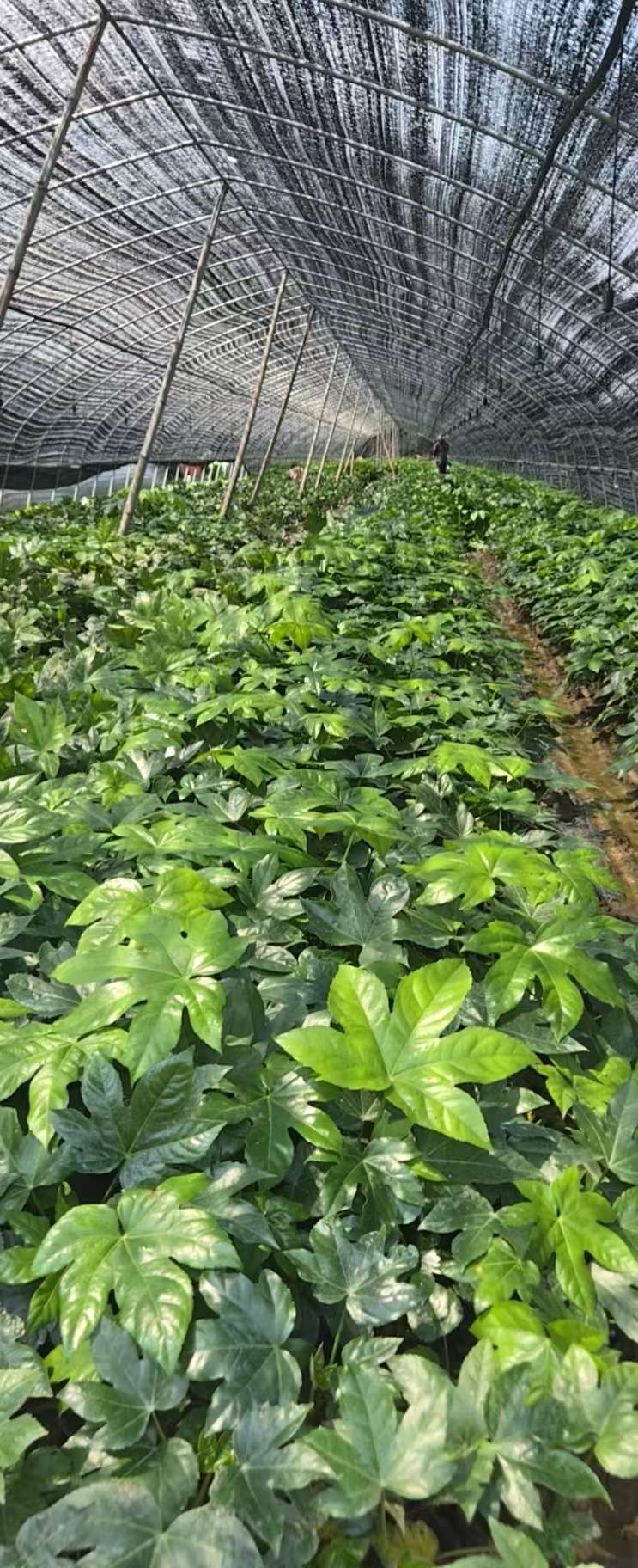 高度40厘米八角金盘