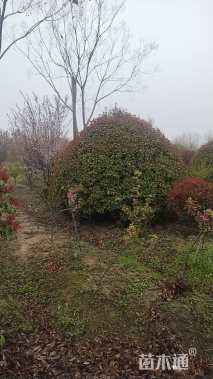 冠幅400厘米红叶石楠球