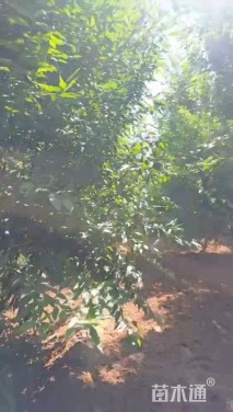 10公分红叶碧桃