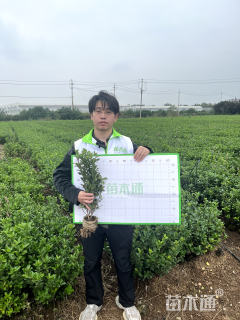 高度30厘米卫矛