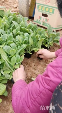 高度20厘米毛地黄