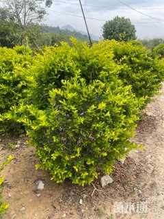 高度100厘米金叶假连翘球