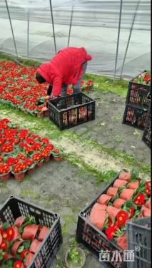 高度11厘米报春花