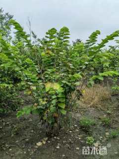 高度220厘米丛生紫荆