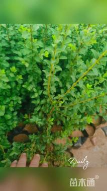高度50厘米小叶女贞