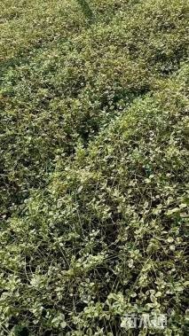 高度20厘米花叶蔓长春