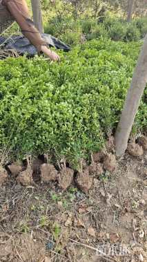 高度40厘米瓜子黄杨