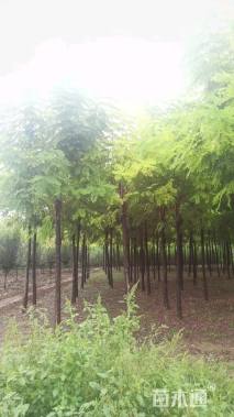 10公分嫁接香花槐