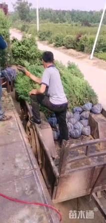 高度100厘米塔桧