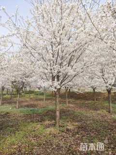 12公分染井吉野樱