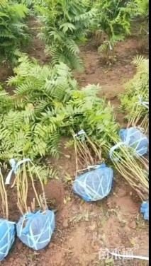 高度150厘米珍珠梅