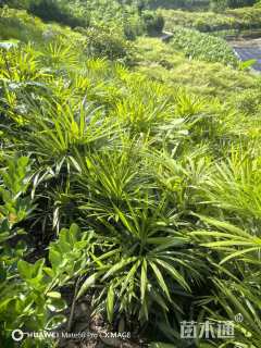 裸干高60厘米棕竹