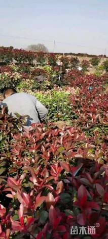 冠幅80厘米红叶石楠球