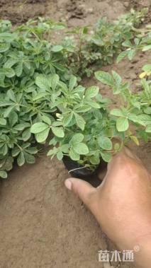 高度15厘米醉蝶花