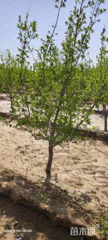 高度250厘米果石榴