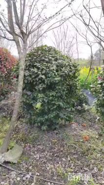 高度200厘米茶花
