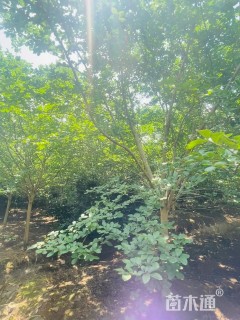 高度300厘米大红花紫薇（分支40公分）