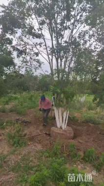 高度400厘米丛生五角枫