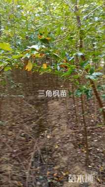 2公分三角枫