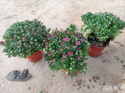高度20厘米国庆菊