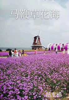 高度15厘米马鞭草