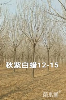 15公分秋紫白蜡