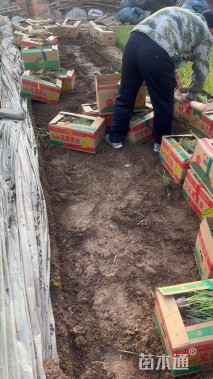 高度20厘米马兰头