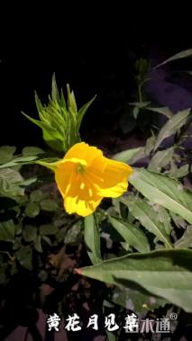 黄花月见草种子美丽月见草种子