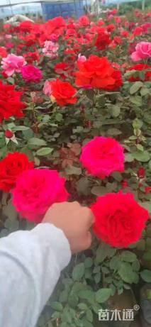 高度30厘米月季