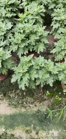 高度30厘米国庆菊