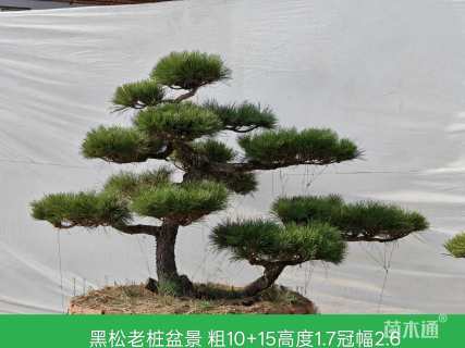 高度200厘米别墅松
