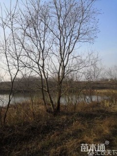 10公分丛生乌桕
