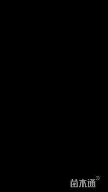 16公分红枫